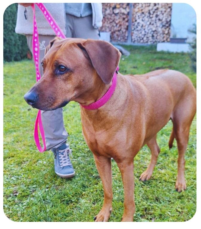 Růžový obojek pro velké psy